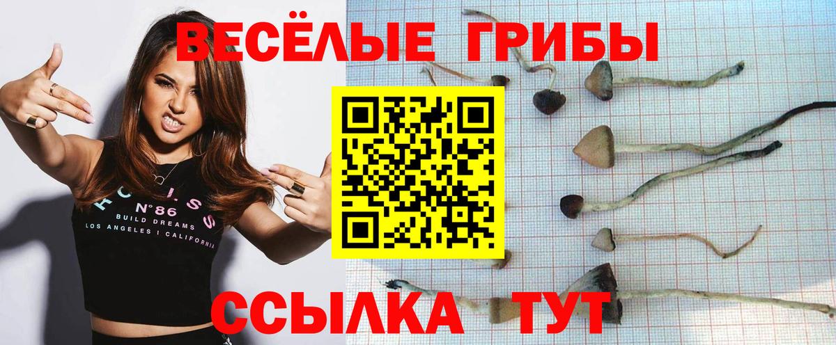 Псилоцибиновые грибы Psilocybine cubensis Рубцовск